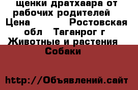 щенки дратхаара от рабочих родителей  › Цена ­ 4 000 - Ростовская обл., Таганрог г. Животные и растения » Собаки   